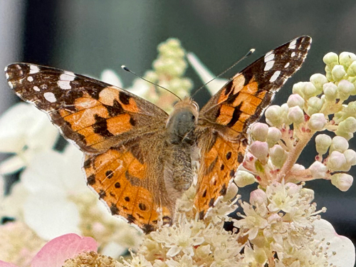 Painted Lady