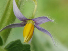 Solanum mammosum