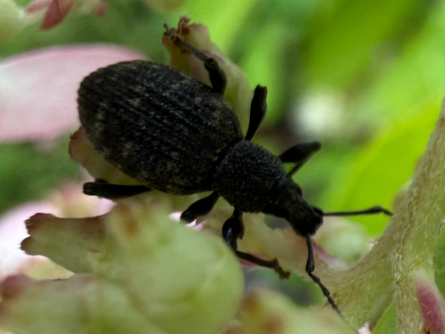 Black Vine Weevil