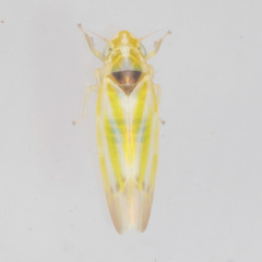 Erythridula penenoeva