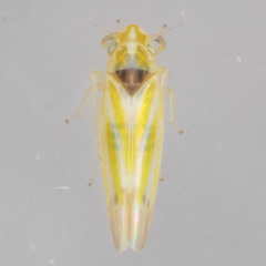 Erythridula penenoeva