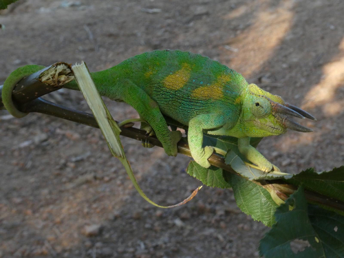 Johnston's Chameleon