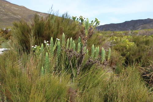 Osmitopsis asteriscoides, photograph 5