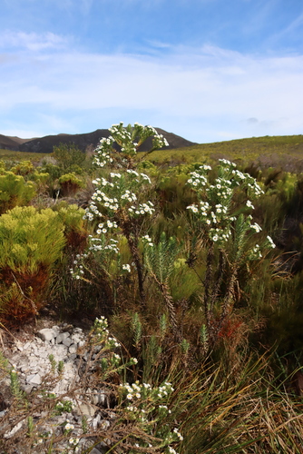 Osmitopsis asteriscoides, photograph 4