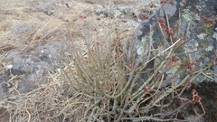 Sedum griseum