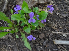 Viola collina