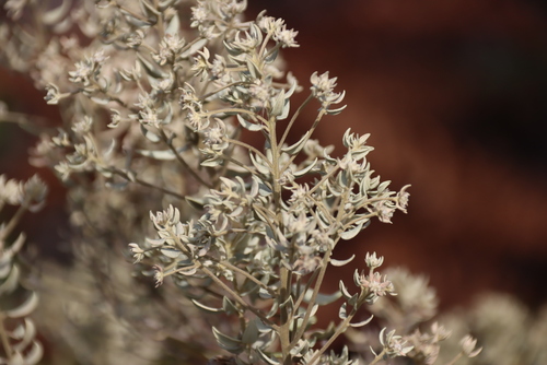 Phylica buxifolia, photograph 6