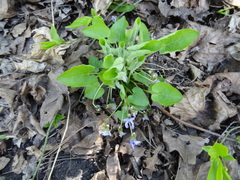 Viola collina