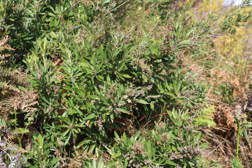Brachylaena neriifolia, photograph 2