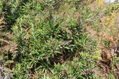 Brachylaena neriifolia, photograph (c) Tony Rebelo, some rights reserved (CC BY-SA)