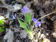 Viola collina