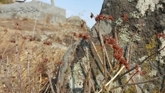 Sedum griseum