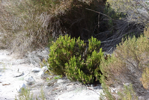 Erica sessiliflora, photograph 3