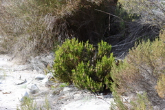 Erica sessiliflora, photograph (c) Tony Rebelo, some rights reserved (CC BY-SA)