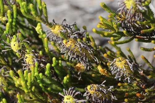 Erica sessiliflora, photograph 4