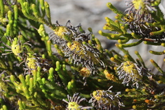 Erica sessiliflora, photograph (c) Tony Rebelo, some rights reserved (CC BY-SA)