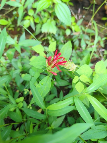 cardinal flower