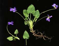 Viola collina