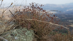 Sedum griseum