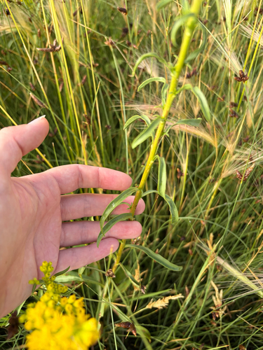 Solidago spectabilis, photograph 2