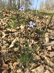 Sisyrinchium mucronatum