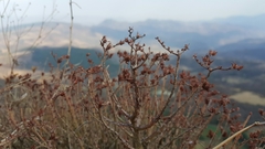Sedum griseum