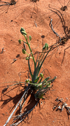Albuca paradoxa