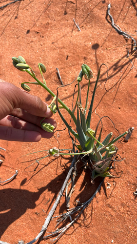 Albuca paradoxa