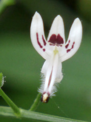 Andrographis paniculata