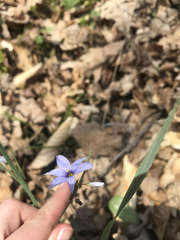 Sisyrinchium mucronatum