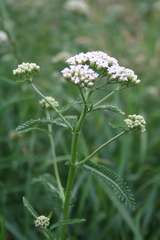 Achillea inundata