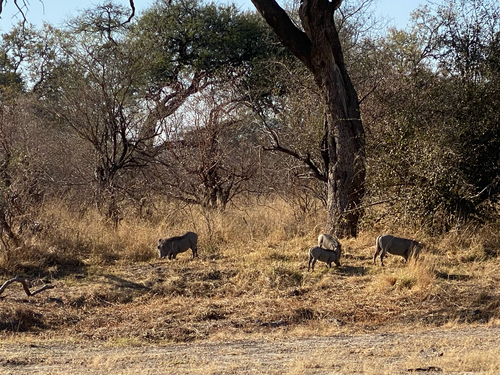 Southern Warthog