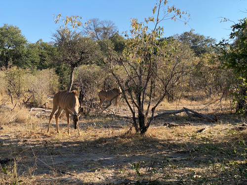 Southern Greater Kudu