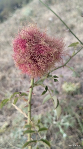 Mossy Rose Gall Wasp