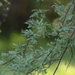 Acacia farnesiana