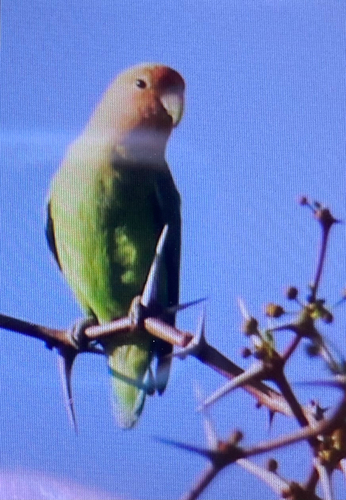 Namibian Rosy-faced Lovebird