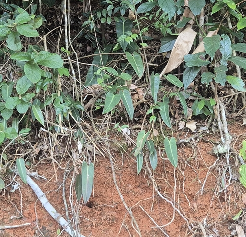 Philodendron quartziticola