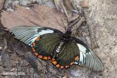 Papilio xanthopleura