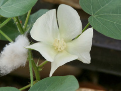 Gossypium hirsutum