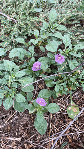 purple groundcherry