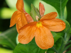 Crossandra infundibuliformis