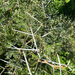 Acacia horrida