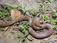 Oligodon cinereus
