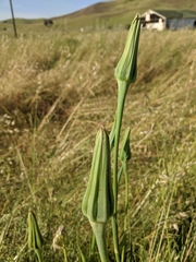 Tragopogon porrifolius