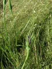 Tragopogon porrifolius