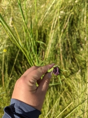 Tragopogon porrifolius