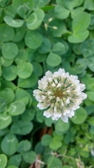Trifolium repens