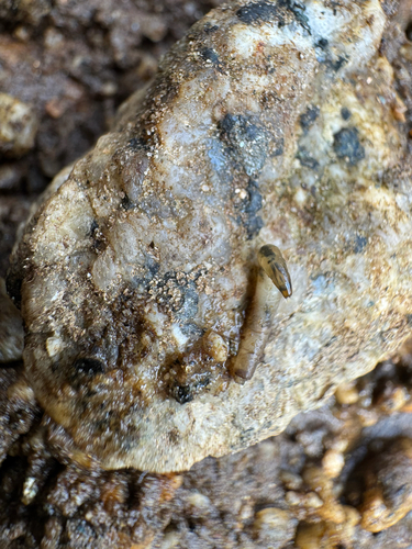 iNaturalist observation photo of Insects