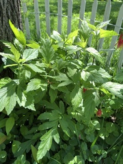 Geum vernum