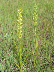 Roeperocharis bennettiana